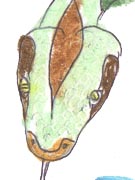Boa Constrictor