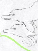 Dolphin?