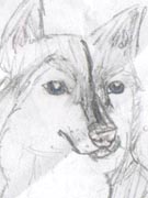 Siberian Husky