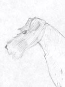 Wire Fox Terrier